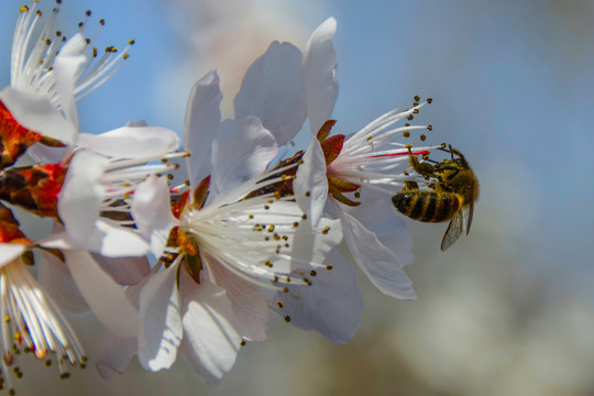 吊在桃树花花蕊上的一只蜜蜂