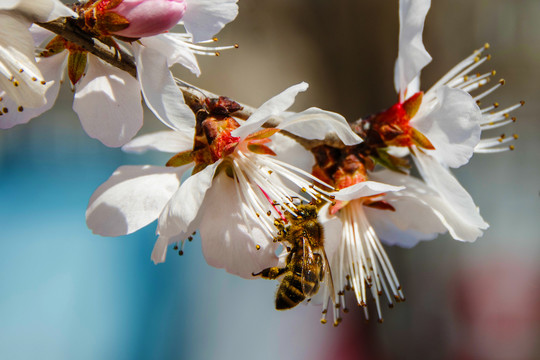 吊在桃树花蕊上采蜜的蜜蜂