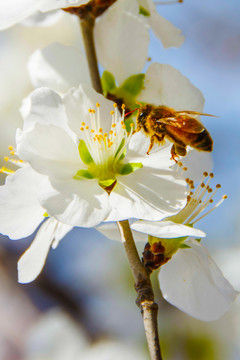 飞到杏树花花蕊上的一只蜜蜂