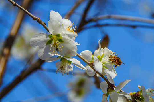 落到杏树花花蕊上的一只蜜蜂