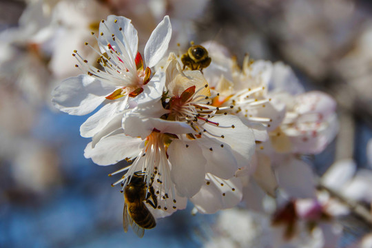 落在桃树花花朵上的两只蜜蜂