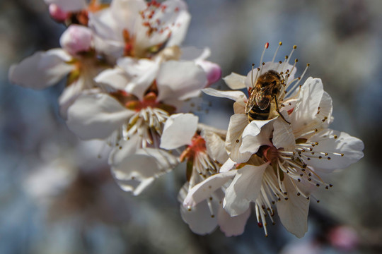 落在桃树花花朵上的蜜蜂