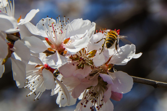 桃树花与花蕊上的一只蜜蜂