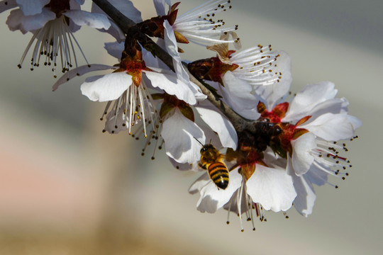 桃树花与花一只飞行中的蜜蜂