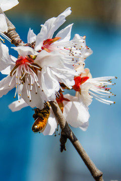 桃树花枝与吊在花叶的蜜蜂