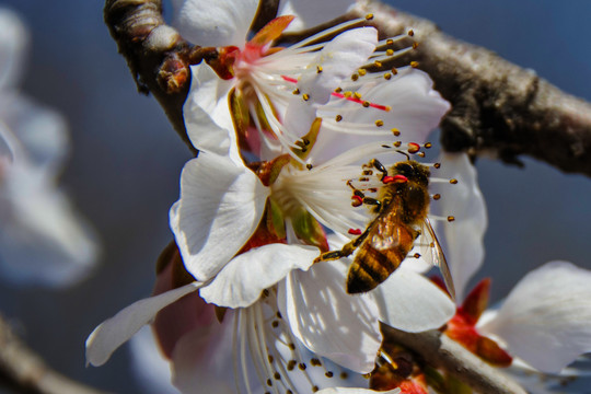 一朵桃树花与落在花蕊上的蜜蜂