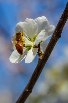 一朵杏树花与花蕊上的一保蜜蜂