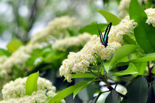 南京总统府花园蝴蝶