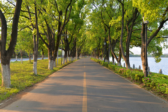 湖滨绿荫路