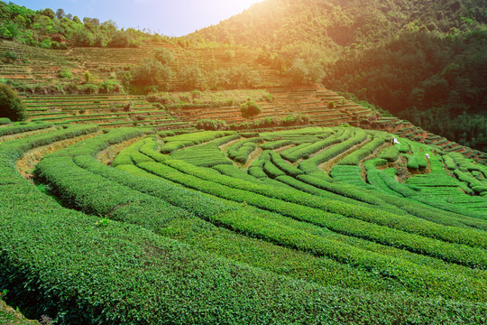 高山茶园