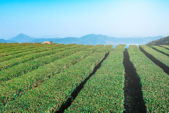 高山茶园