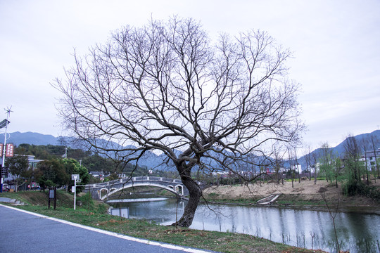 河边的树