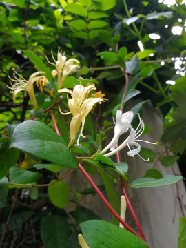 金银花