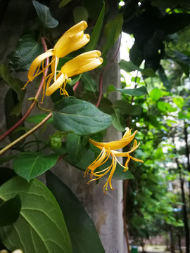 金银花