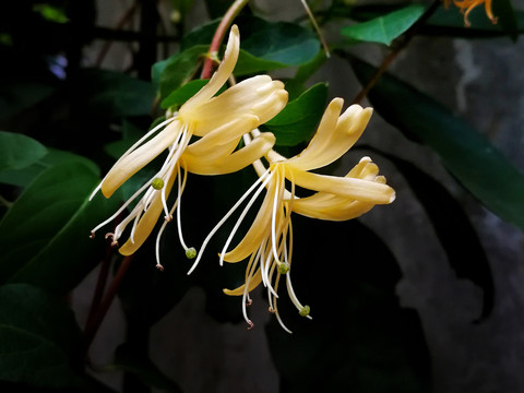 金银花