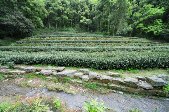 杭州九溪十八涧的茶田