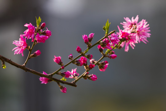 桃花