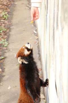 小熊猫