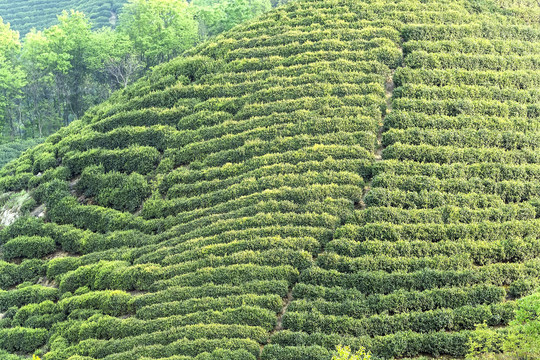 茶田