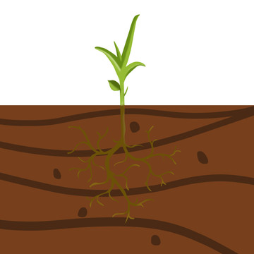 植物根系埋土横截图