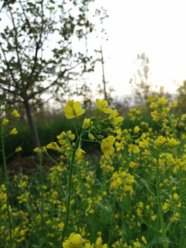 油菜花