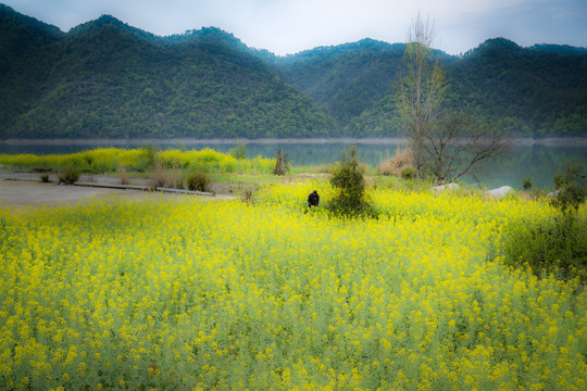 油菜花田野