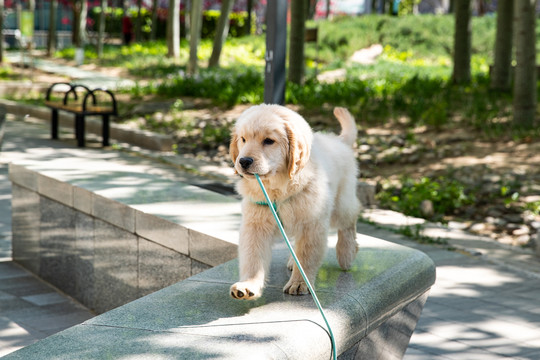 宠物金毛犬