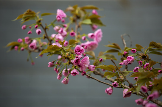 樱花