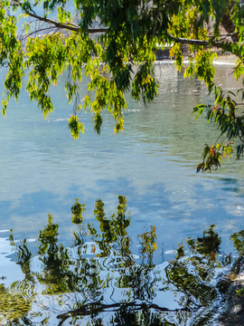 湖畔桉树叶