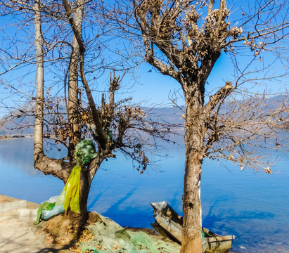 湖畔树木