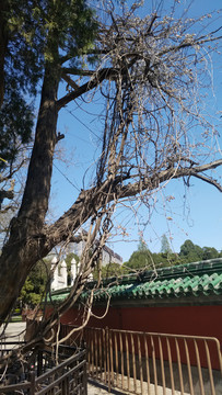 藤蔓