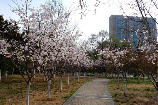 新浦公园樱花步道