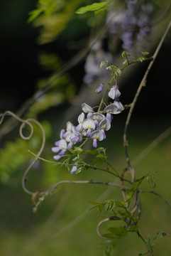 紫藤花开