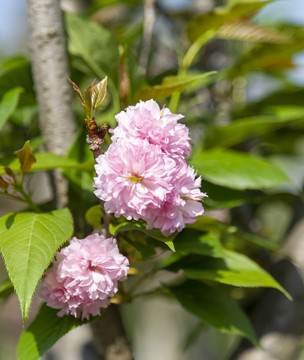 樱花