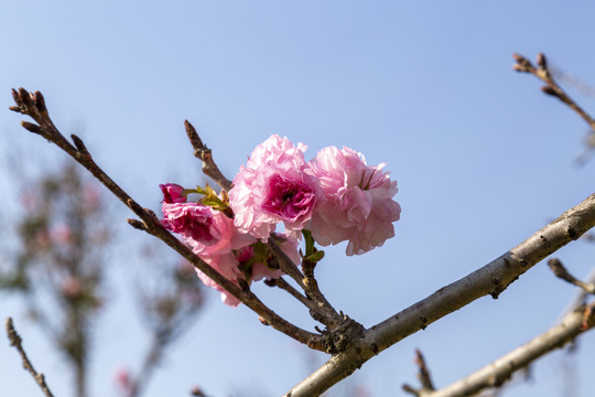 樱花