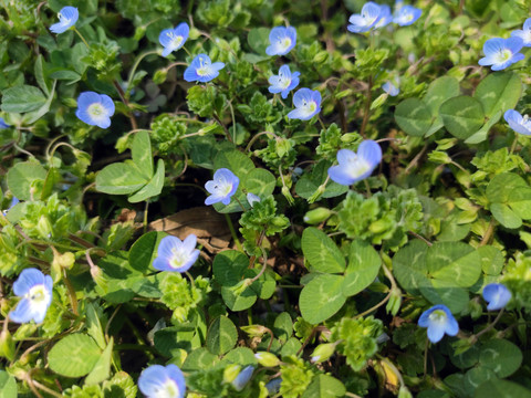 小蓝花