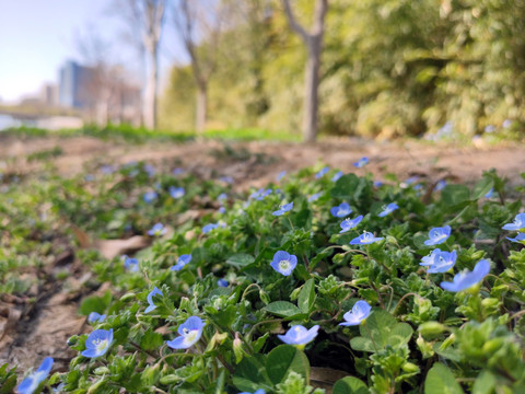 小蓝花