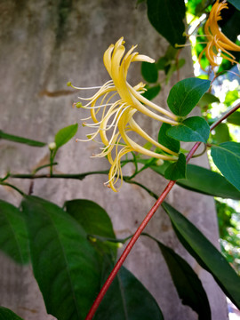 金银花
