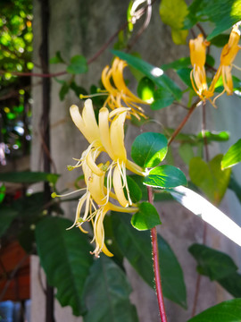 金银花
