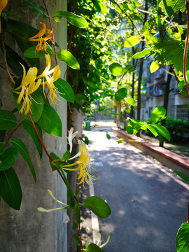 金银花