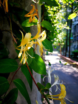 金银花