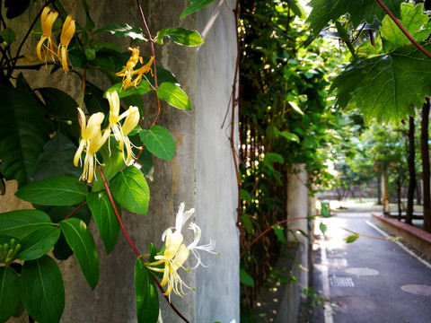 金银花