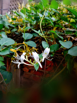 金银花