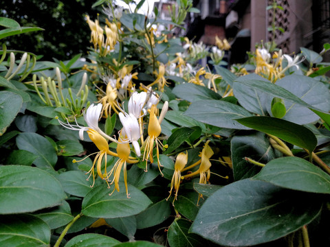 金银花