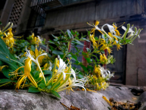 金银花