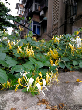 金银花