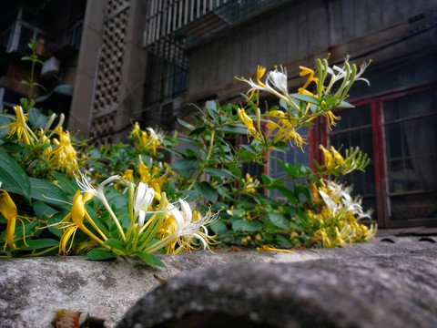金银花