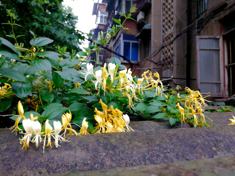 金银花