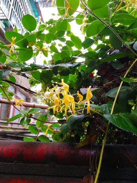 金银花