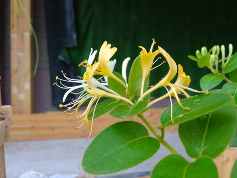 金银花